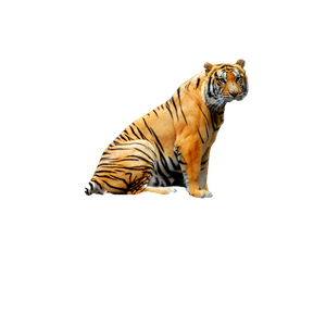 Siberian Tiger Sitting On A Rock In A Lush Jungle Setting In Bandung, Indonesia. 18475 - Cat PNG image with transparent background